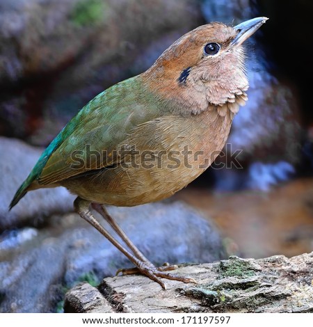 Beautiful brown bird, male Rusty-naped Pitta (Pitta oatesi), standing on the rock, side profile