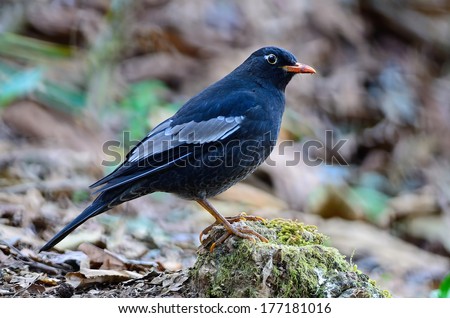 Beautiful black bird, male Grey-winged Blackbird (Turdus boulboul), standing on the rock, side profile