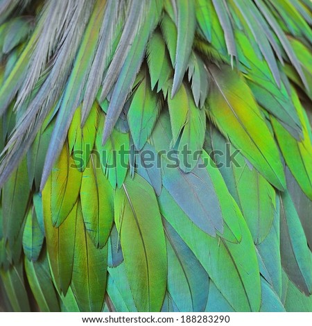 Closeup shot of Nicobar Pigeon feathers background