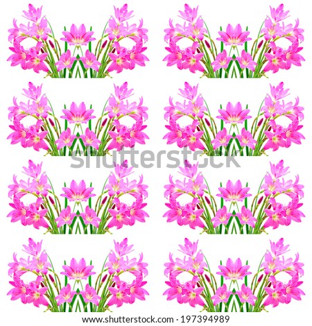 Tropical pink ground flower, Zephyranthes Lily, Rain Lily, Fairy Lily or Little Witches, isolated on a white background