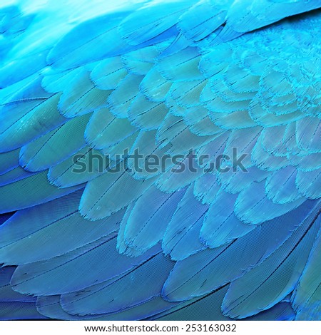 Bird feathers, Blue and Gold Macaw feathers, texture background abstract