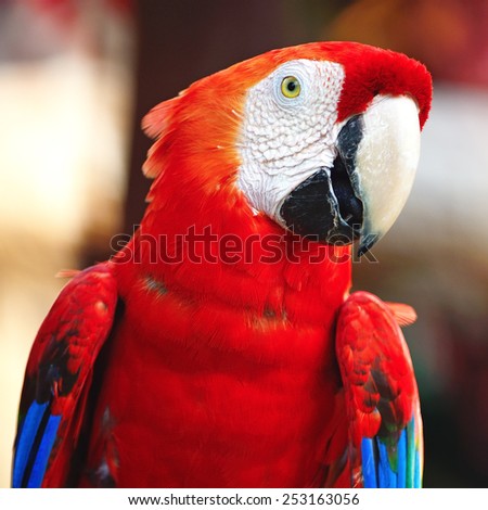 Beautiful parrot bird, Scarlet Macaw in portrait profile