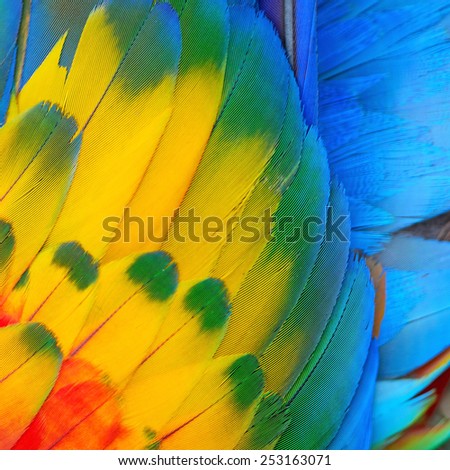 Beautiful bird feathers, Scarlet Macaw feathers pattern background