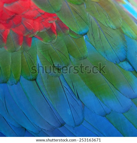Beautiful bird feathers, Greenwinged Macaw feathers pattern background