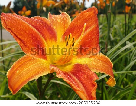 Orange day lily flowers in botanical garden. The beauty of decorative flower - Daylilies in drops of rain