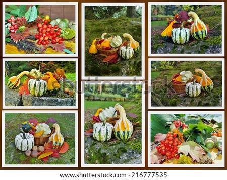 Autumn pumpkins - Decorative pumpkin and vegetables - photo collage
