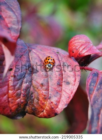 Autumn leaves and lady bug