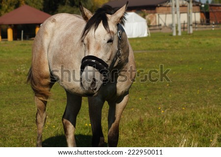 Horse on a farm in a autumn meadow - the gray mare ointment
