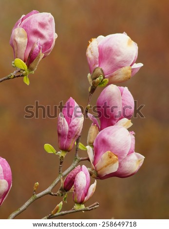 magnolia Soulange\'a - pink magnolia