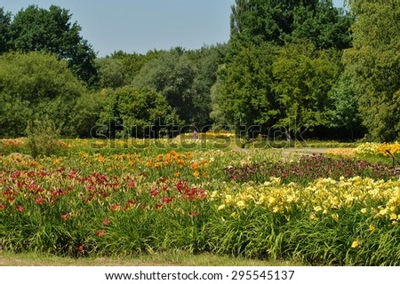 blooming day lilies in the botanical  garden