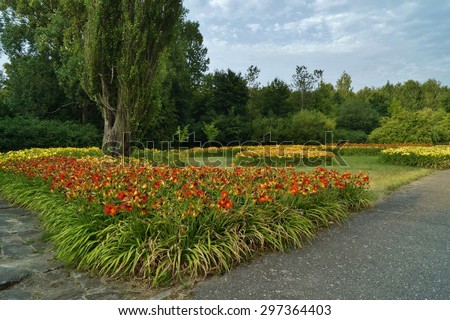 Beautiful  blooming day lilies in the botanical garden