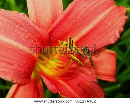Orange day lily flowers and working bee  in botanical garden