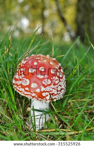 Red mushroom (Amanita Muscaria also known as Fly Ageric or Fly Amanita) in autumn forest