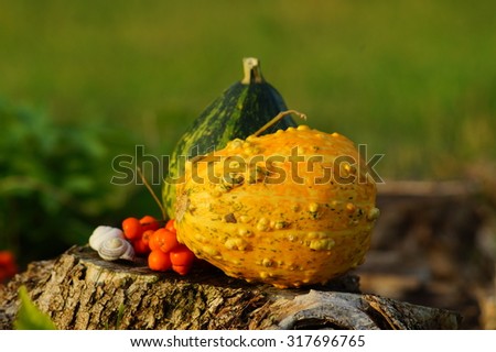 Autumn decorations - pumpkins and vegetables in the garden, in the light of the setting sun