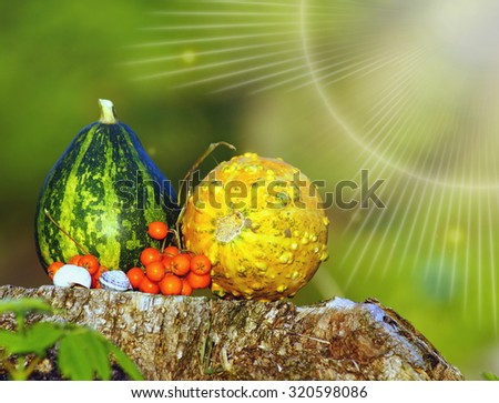 Autumn decorations - pumpkins and vegetables in the garden, in the light of the  sun