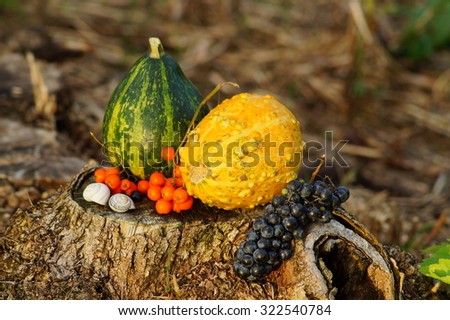 Autumn decorations - pumpkins and vegetables in the garden, in the light of the setting sun