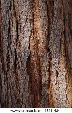 Bark of acacia tree texture with sunshine