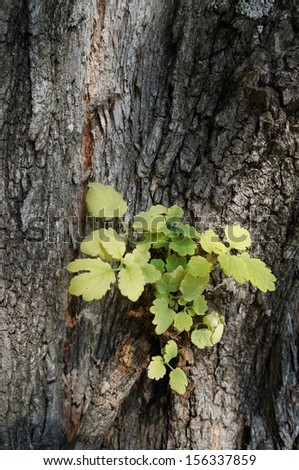 Bark of tree texture with sunshine and green leaves