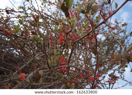 Loranthus acaciae, red desert flowers