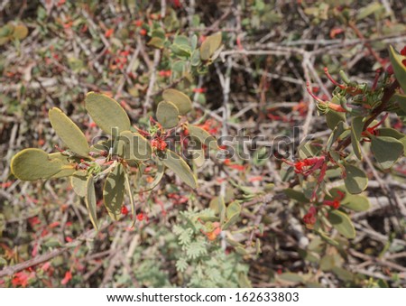 Loranthus acaciae, red desert flowers