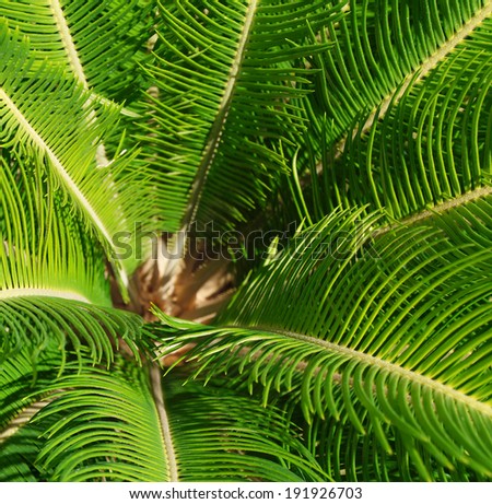 Cycas revoluta plant from above
