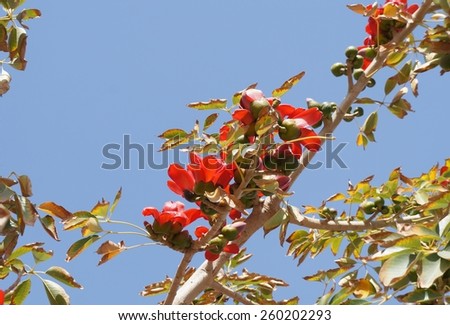 Indian bombax (Cotton tree) in full blossom on the blue sky background