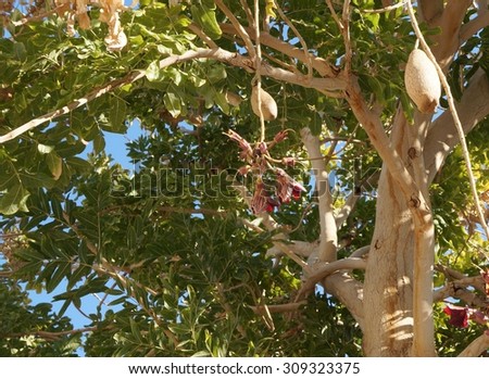 Kigelia Africana tree with flowers and fruits, selective focus on the flower