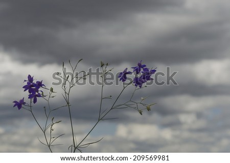 Twig wild larkspur (Delphinium) purple flowers at cloudy sky background