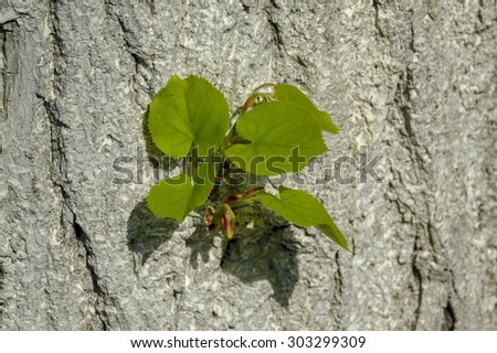 Background of new sprout twig over Linden Tree (lime tree) bark, Ludogorie, Bulgaria