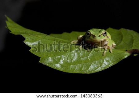 tree green frog on leaf