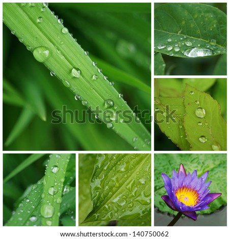 Collage of fresh green leaves and water lily whith drop water - white border