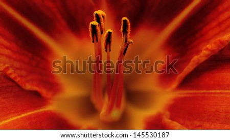 A macro shot of red asiatic lily