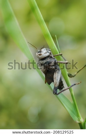 Insect, Animal, Brown, Dead Animal, Dead, Dry, Grasshopper, Nature, Macro