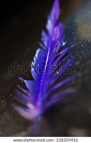 Artistic composition of purple feather on wet surface, gold glitter