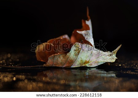 Bokeh light, drenched autumn yellow leaf, minimalist