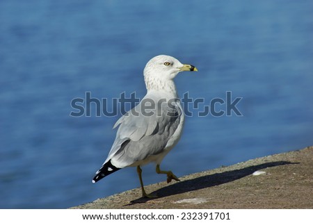 Sea bird , Close up of Gull, sea background, Quebec, Canada