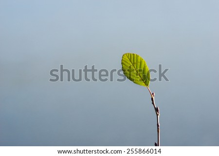 Minimalist nature, Sadness, solitude, Green leaf