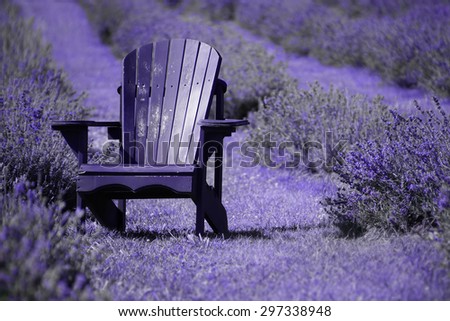 Adirondack old purple chair, on lavender flowers field, St-Eustache, Quebec, Canada