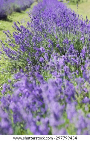 Digital art, paint effect, Field of lavender flower on a summer day, Quebec, Canada