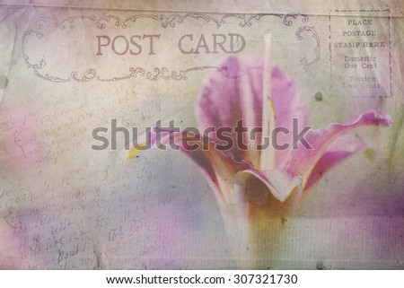 Old post card, Burgundy daylilies flower background, vintage, grunge