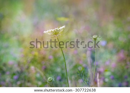 Summer time meadow wildflowers field, multicolored bokeh light