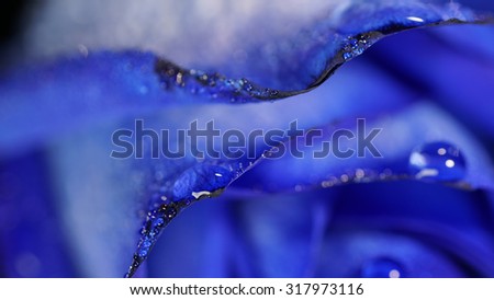 Macro Wet blue rose with water drops, minimalist,