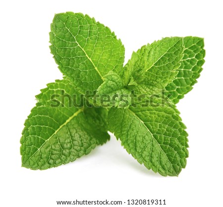 Fresh Leaf