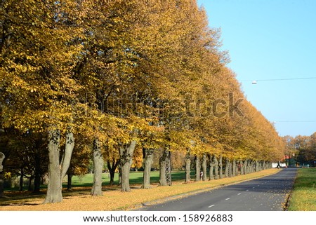 City and nature. Autumn trees by the road,  Riga, Victory Park.