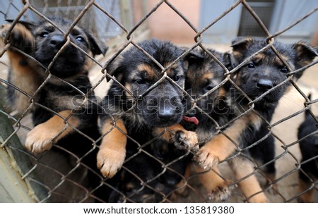 security dogs