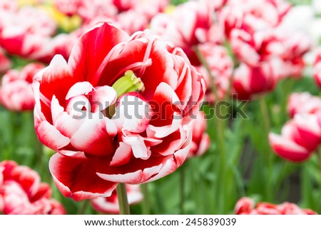 One bi color red-white tulip in front of many