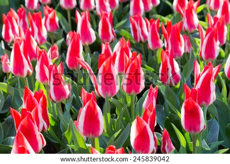 Many red-white tulips