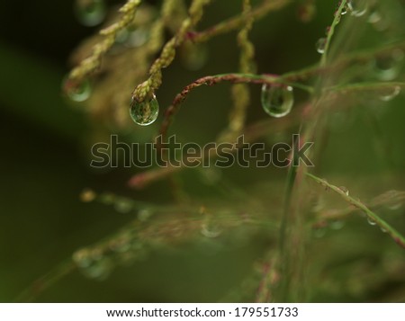 drop of dew/dew drop on the leaf.