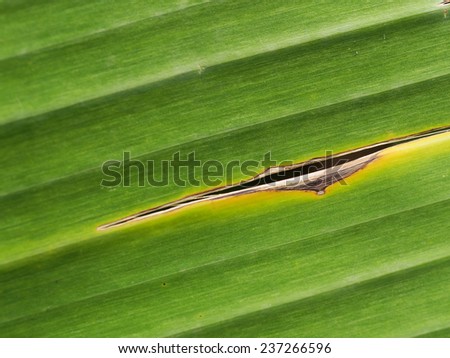 leaf/leaf banana line.