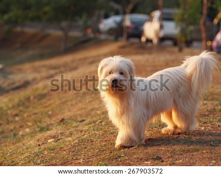 dog/white dog watching.